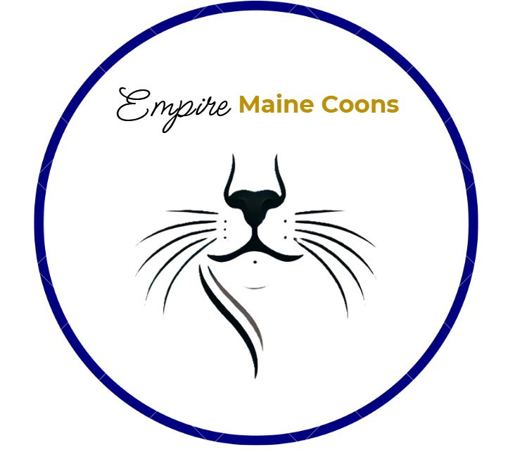 Empire Maine Coons – Our Story, Our Values, and Our Commitment to Excellence