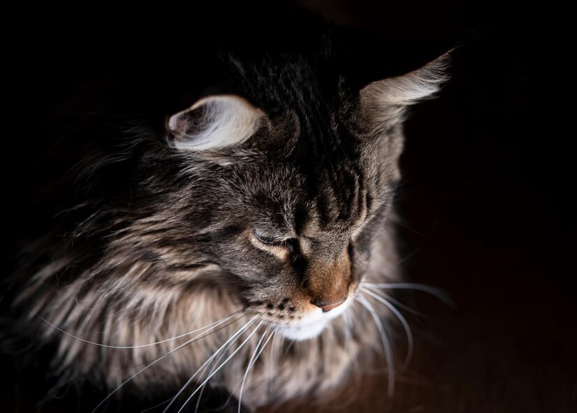 Maine Coon reality check: Important considerations before owning a giant cat.