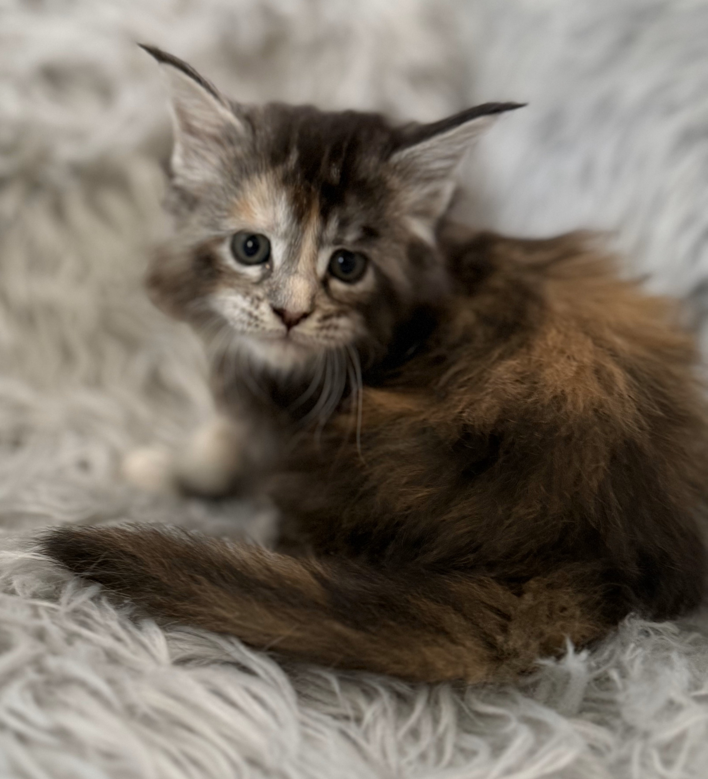 Silver-shaded Maine Coon kitten with golden eyes lounging on a plush cat bed – available for adoption in Wisconsin, Illinois, and Minnesota.