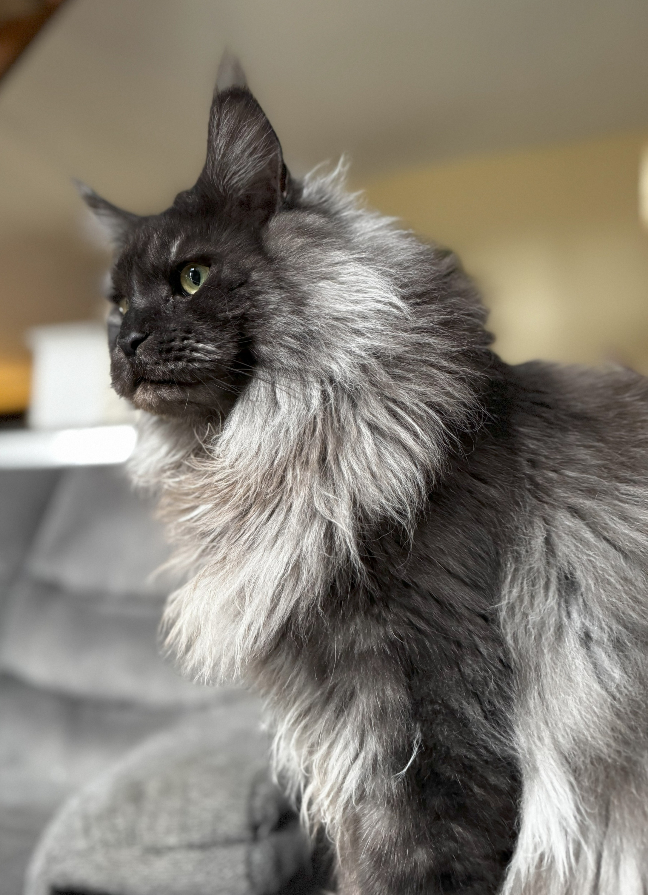 Explore detailed information about our Maine Coon cats, including breed characteristics and care advice.