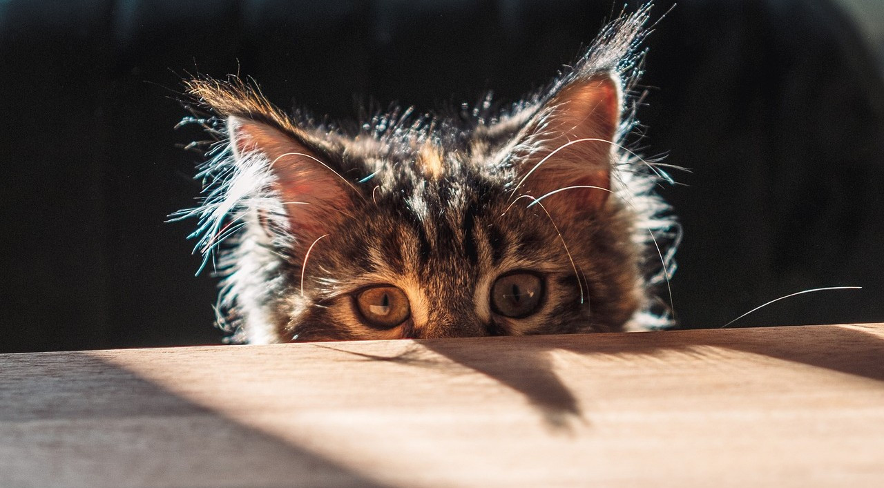Essential Maine Coon Care Tips – Best Practices for Happy, Healthy Cats