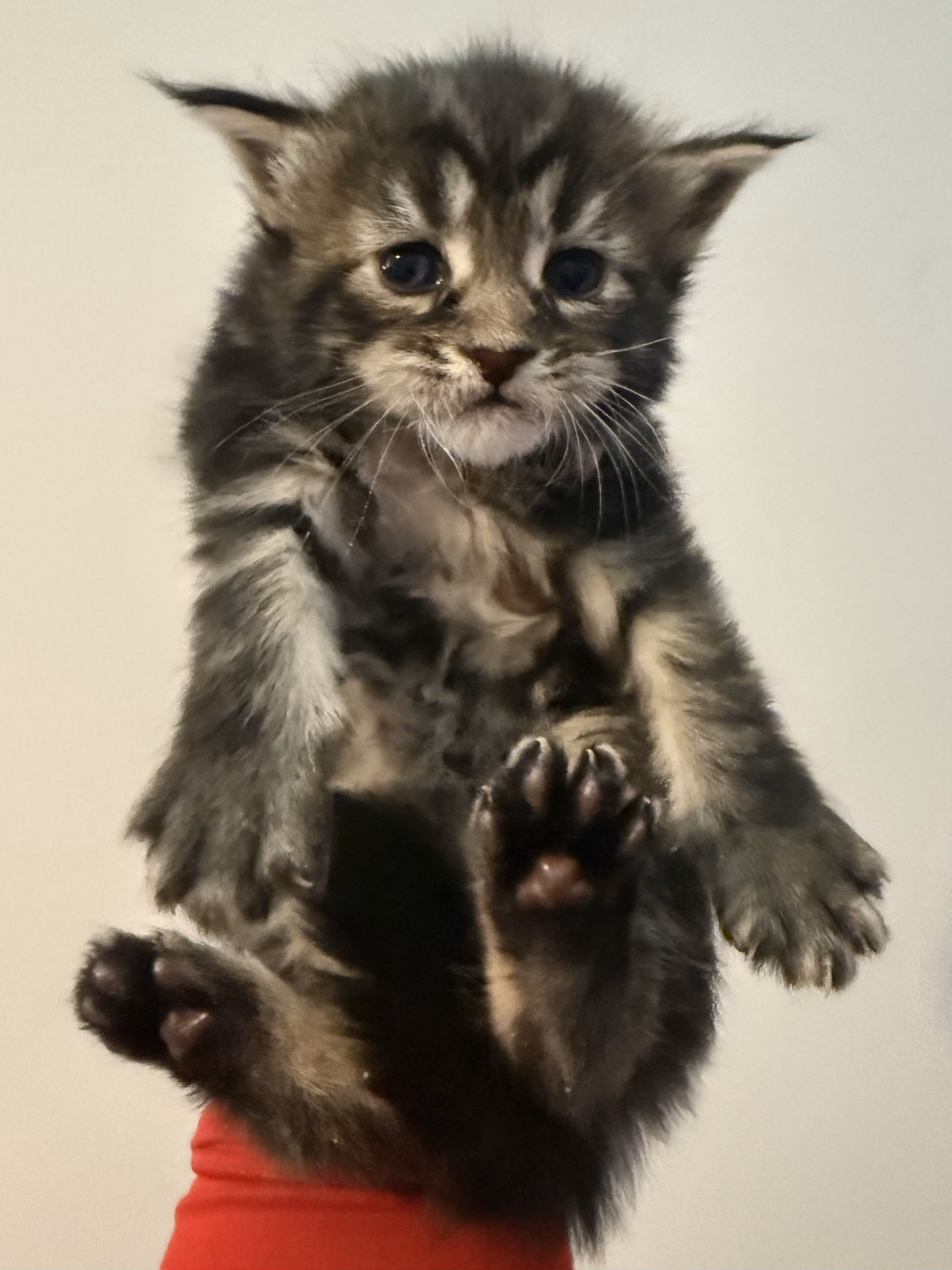 Empire Maine Coons' available kittens, raised in a loving environment with health guarantees – ethical Maine Coon breeder USA.