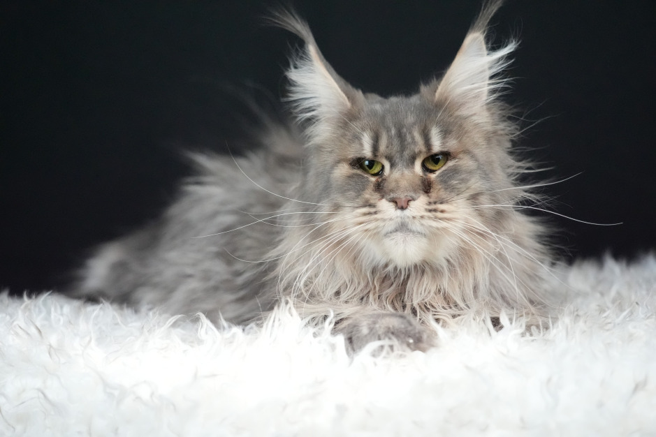 : Queen Kalula, a stunning smoke tortie and white Maine Coon queen at Empire Maine Coons, known for her striking coat, gentle temperament, and TICA-registered lineage.