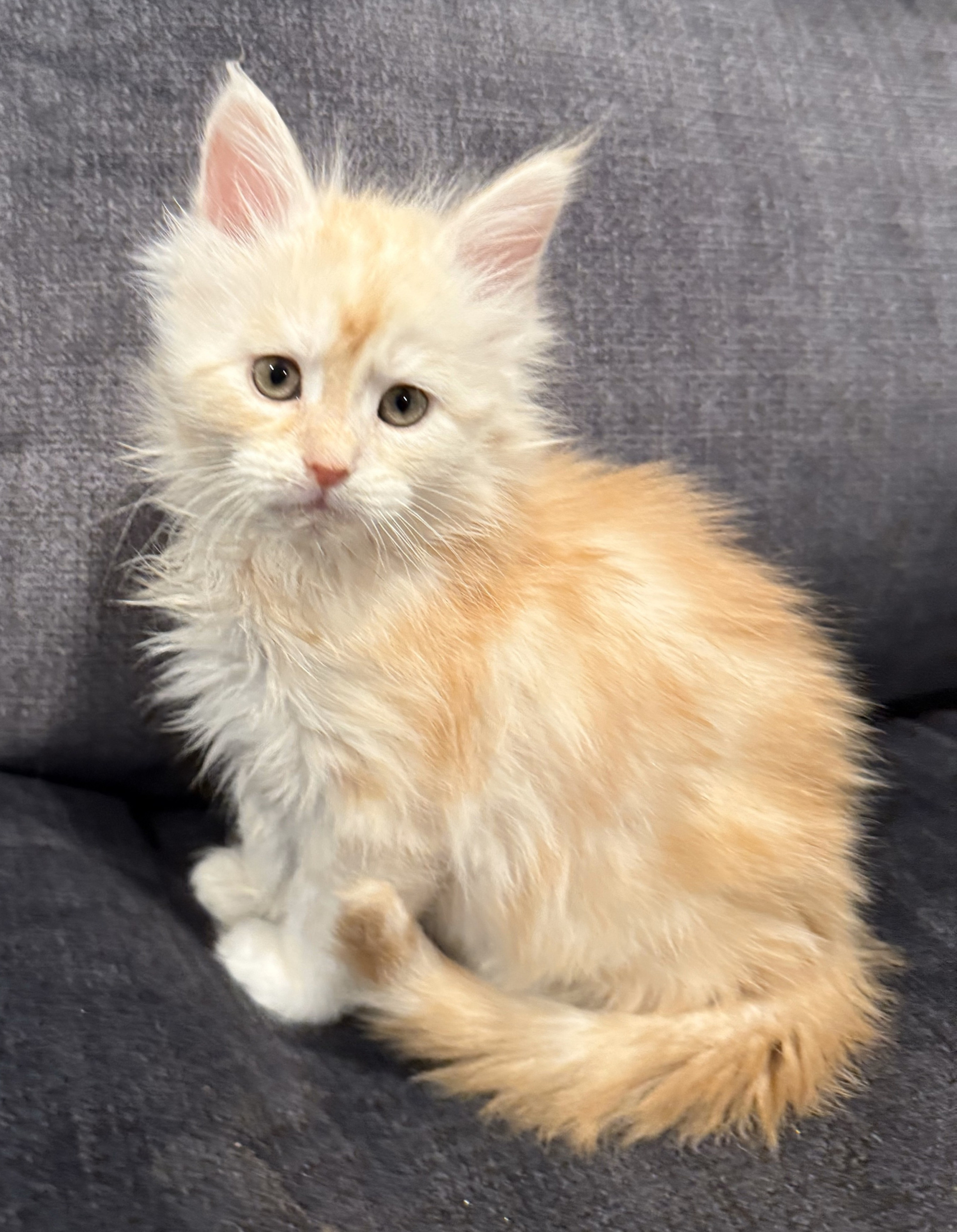 Looking for Maine Coon kittens near me? Find available Maine Coon cats for sale at Empire Maine Coons.