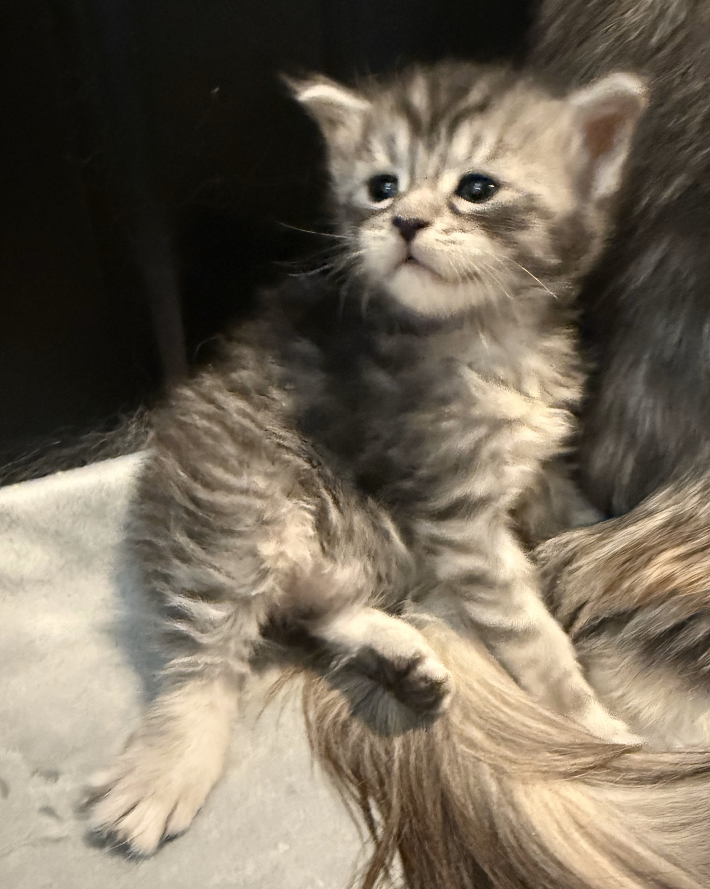 Empire Maine Coons kittens, bred for size, temperament, and health, ready for their forever homes – trusted Maine Coon cattery.