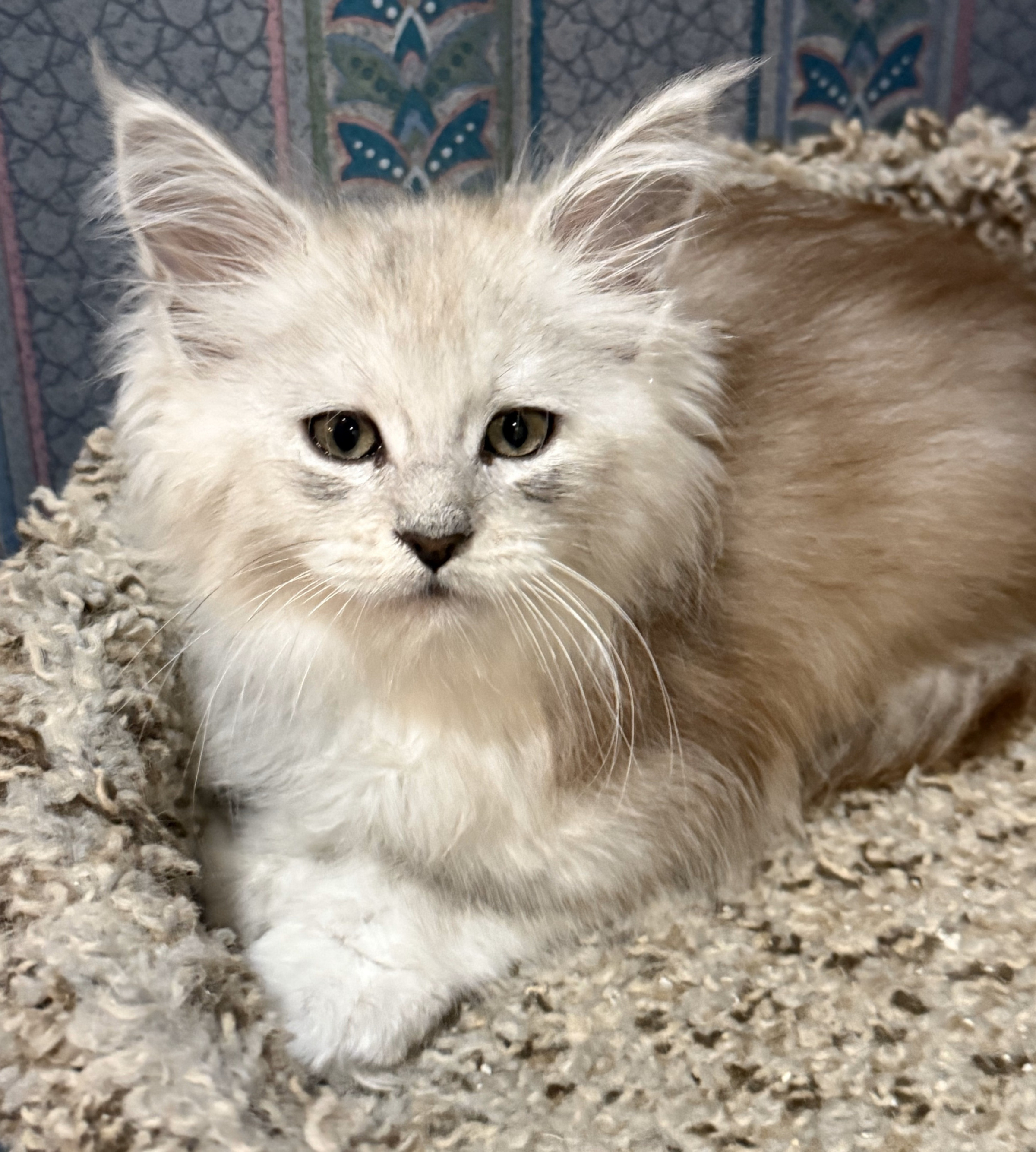 Empire Maine Coons offers well-socialized Maine Coon kittens in Minnesota, Wisconsin, and Michigan – inquire today!