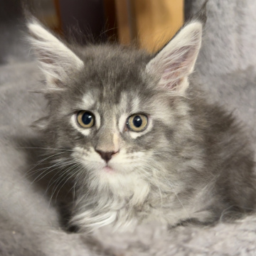 Kitten 3 - Female