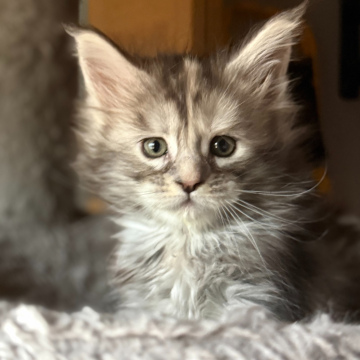 Kitten 2 - Female