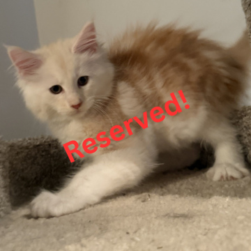 Kitten #1 (Male)
