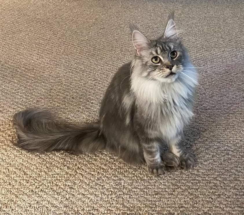 Queen Ardra, a stunning Silver Maine Coon Queen with a luxurious coat and golden eyes, a TICA-registered breeding queen at Empire Maine Coons.