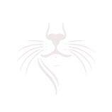 Maine Coon kittens from a reputable breeder, available for adoption or sale. These playful and fluffy kittens represent a Maine Coon cattery, known for healthy, well-cared-for cats, with options for those looking for Maine Coon kittens nearby