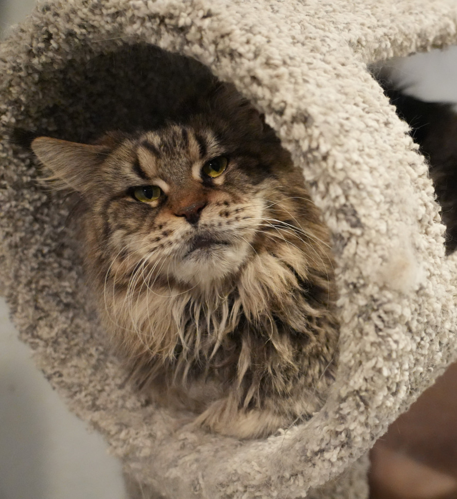 King Danny, a stunning copper Maine Coon king with a strong, muscular build and luxurious mane, known for his gentle nature and championship lineage at Empire Maine Coons.