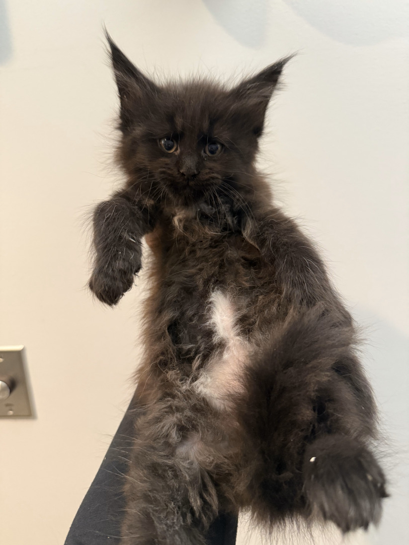 Black smoke Maine Coon kitten with fluffy fur and striking yellow eyes playing with a toy – TICA-registered Maine Coon breeder.