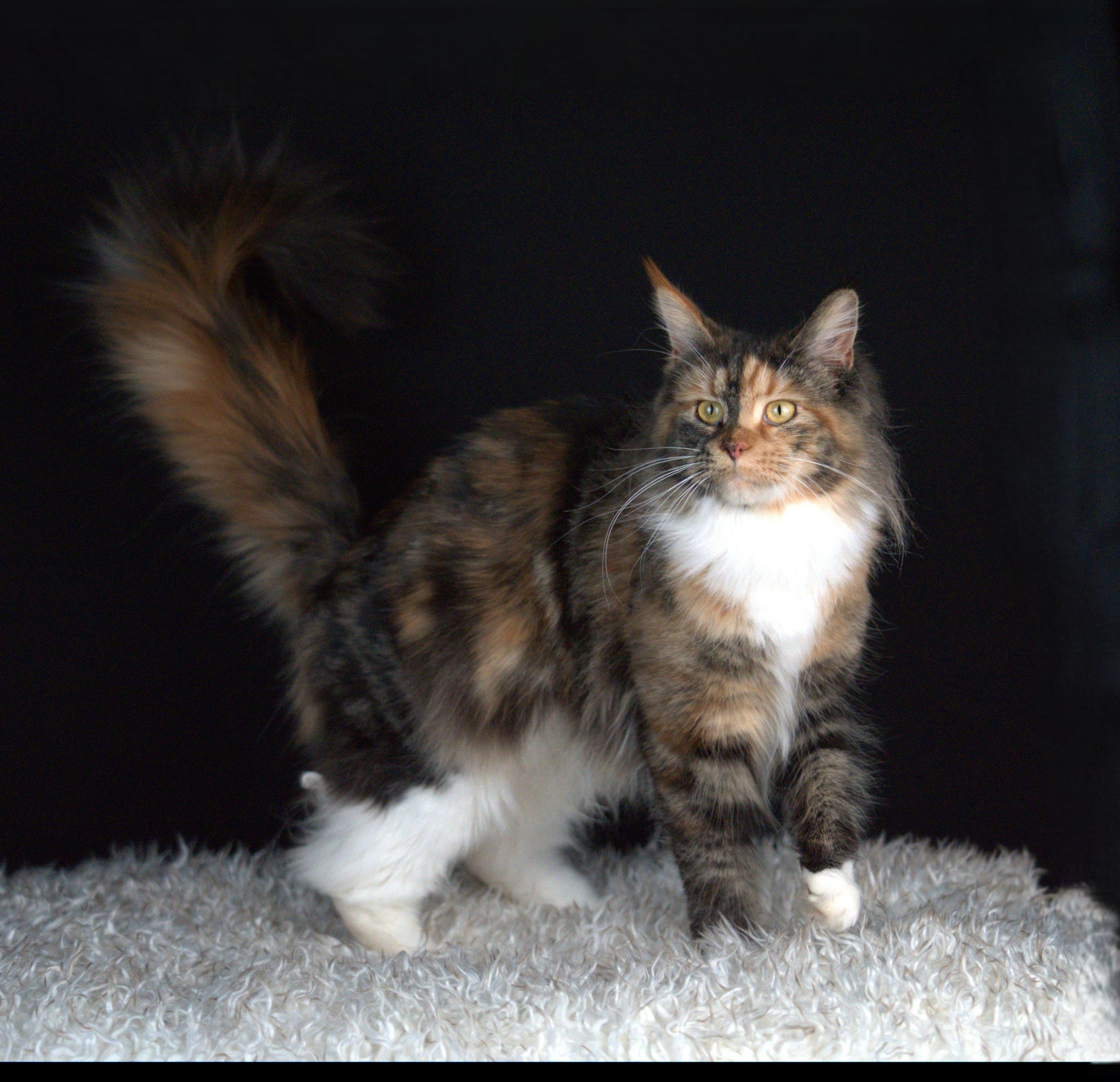 Important considerations and advice for adopting a kitten.