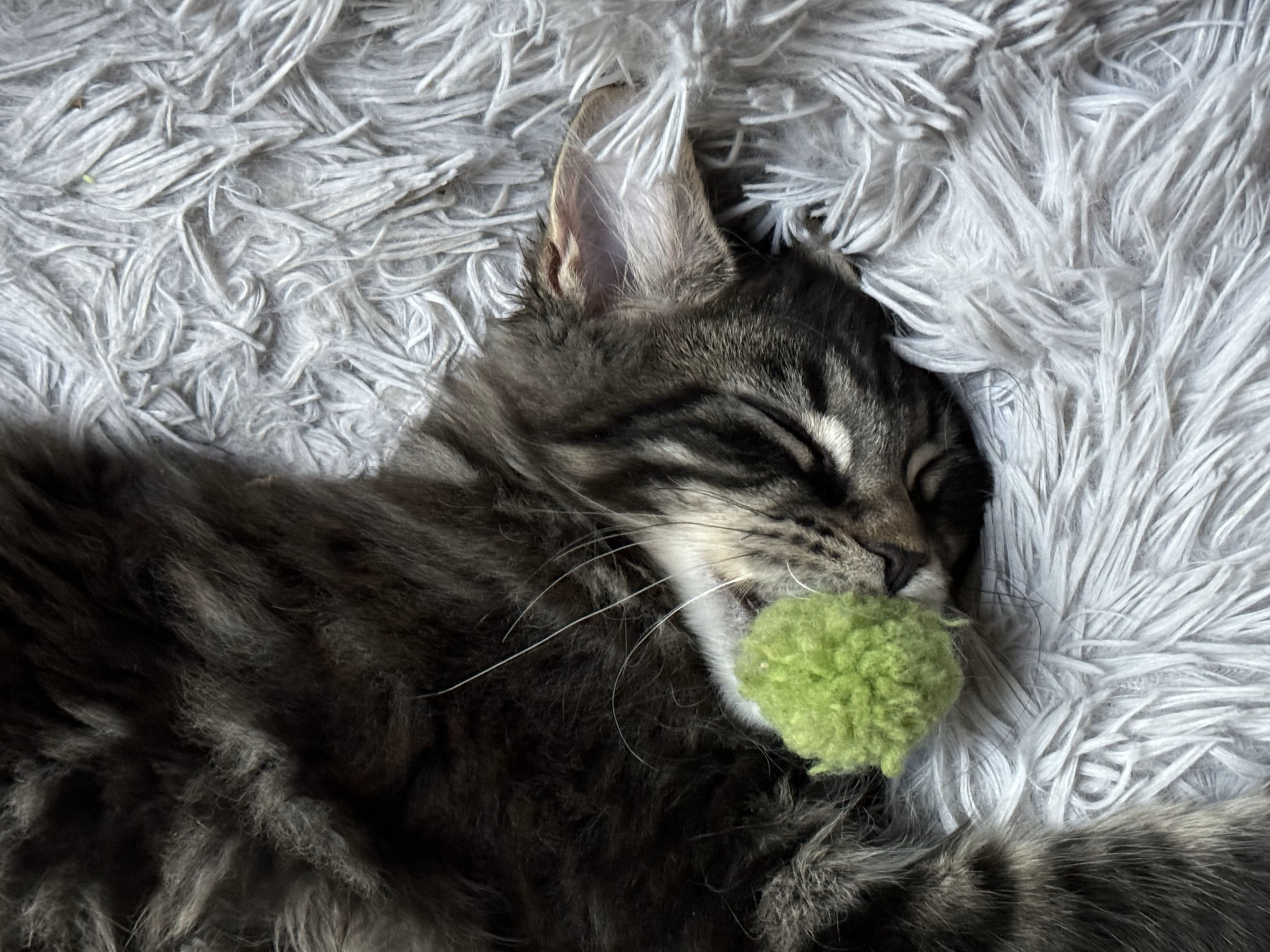 Important factors to consider before adopting a kitten – tips and advice.