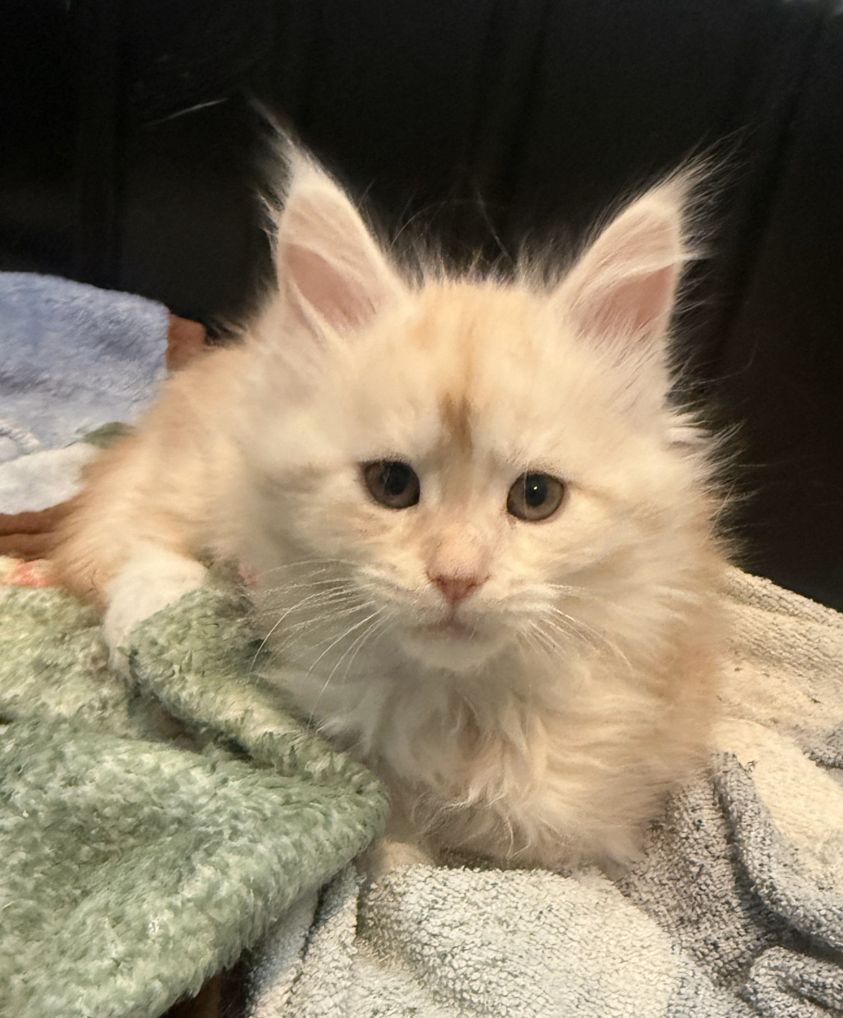 Adorable Maine Coon kittens with fluffy coats and tufted ears, ready for adoption at Empire Maine Coons – TICA-registered breeder.