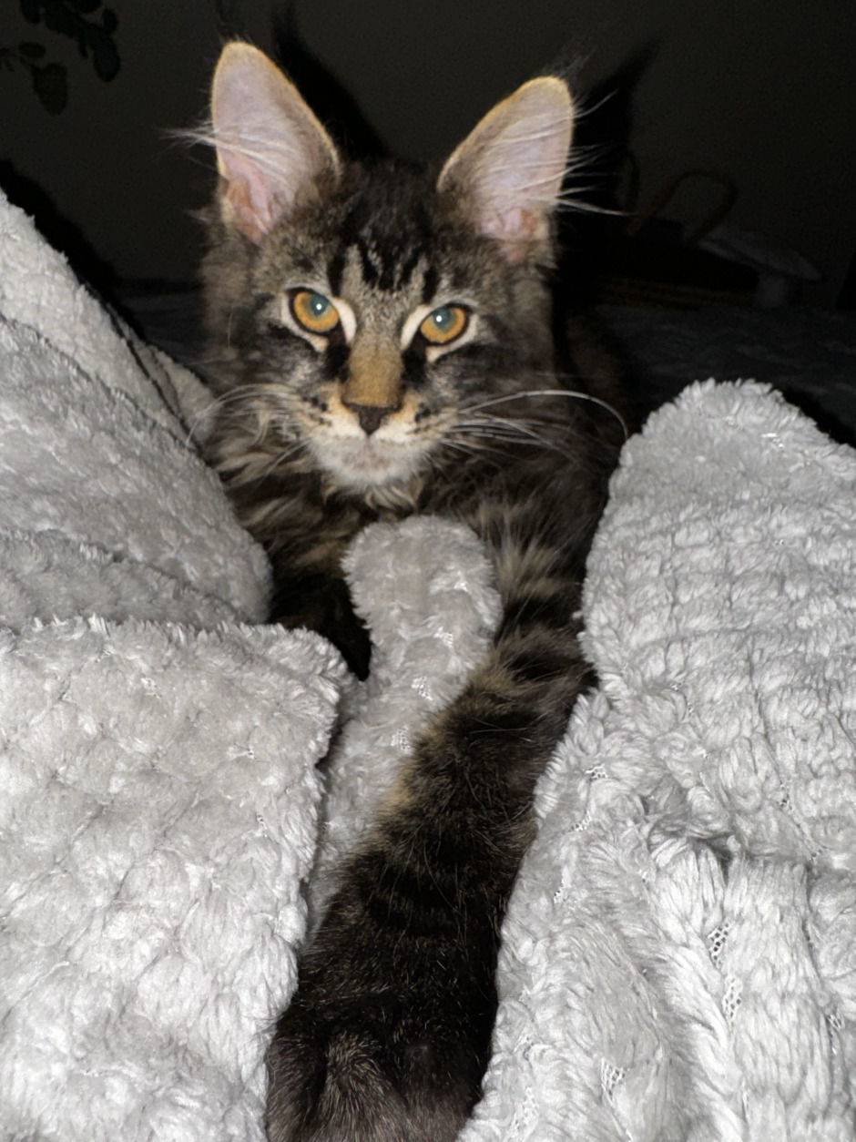 Black Tabby Maine Coon, Sidous.