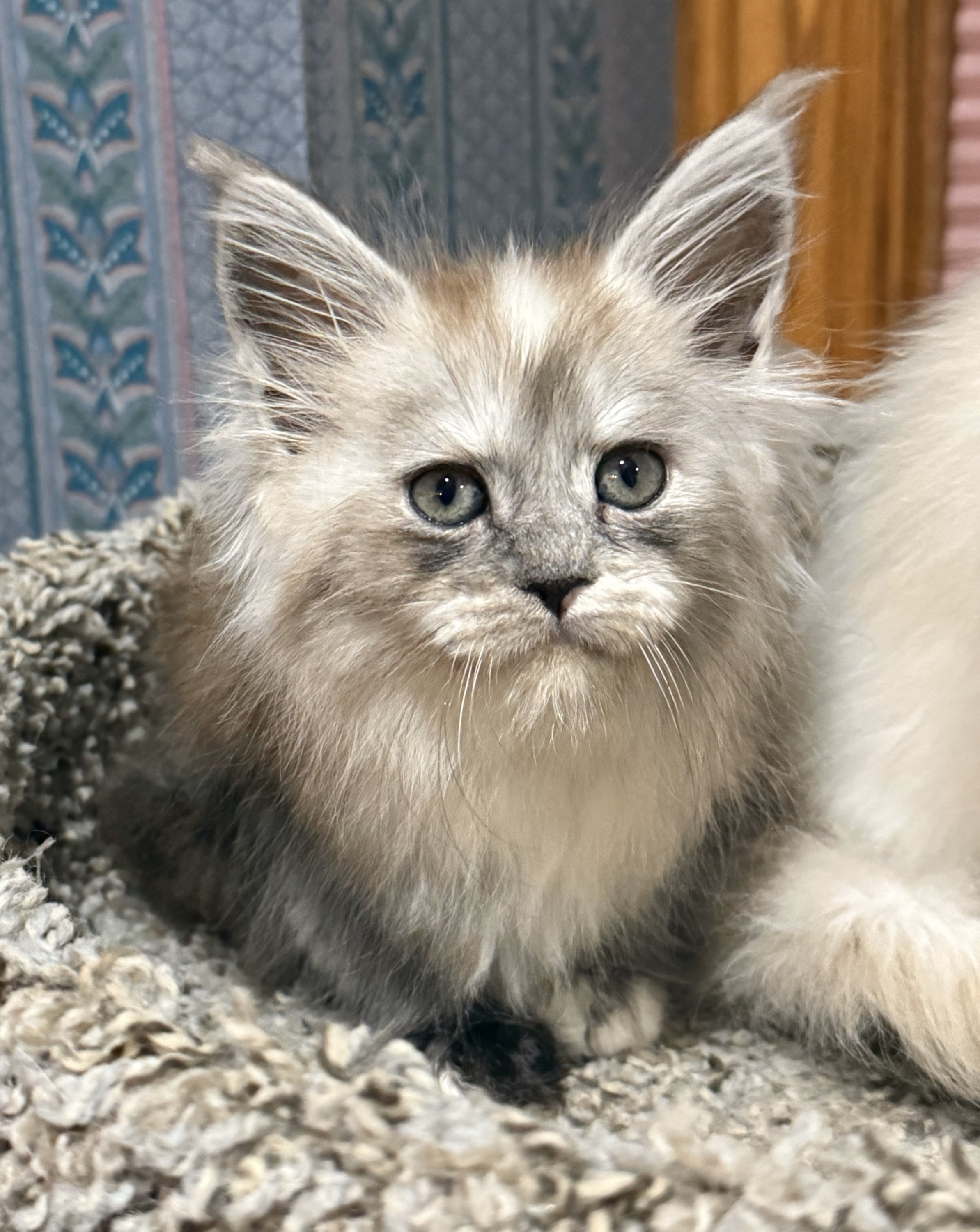 Silver-shaded Maine Coon kitten with golden eyes lounging on a plush cat bed – available for adoption in Wisconsin, Illinois, and Minnesota.