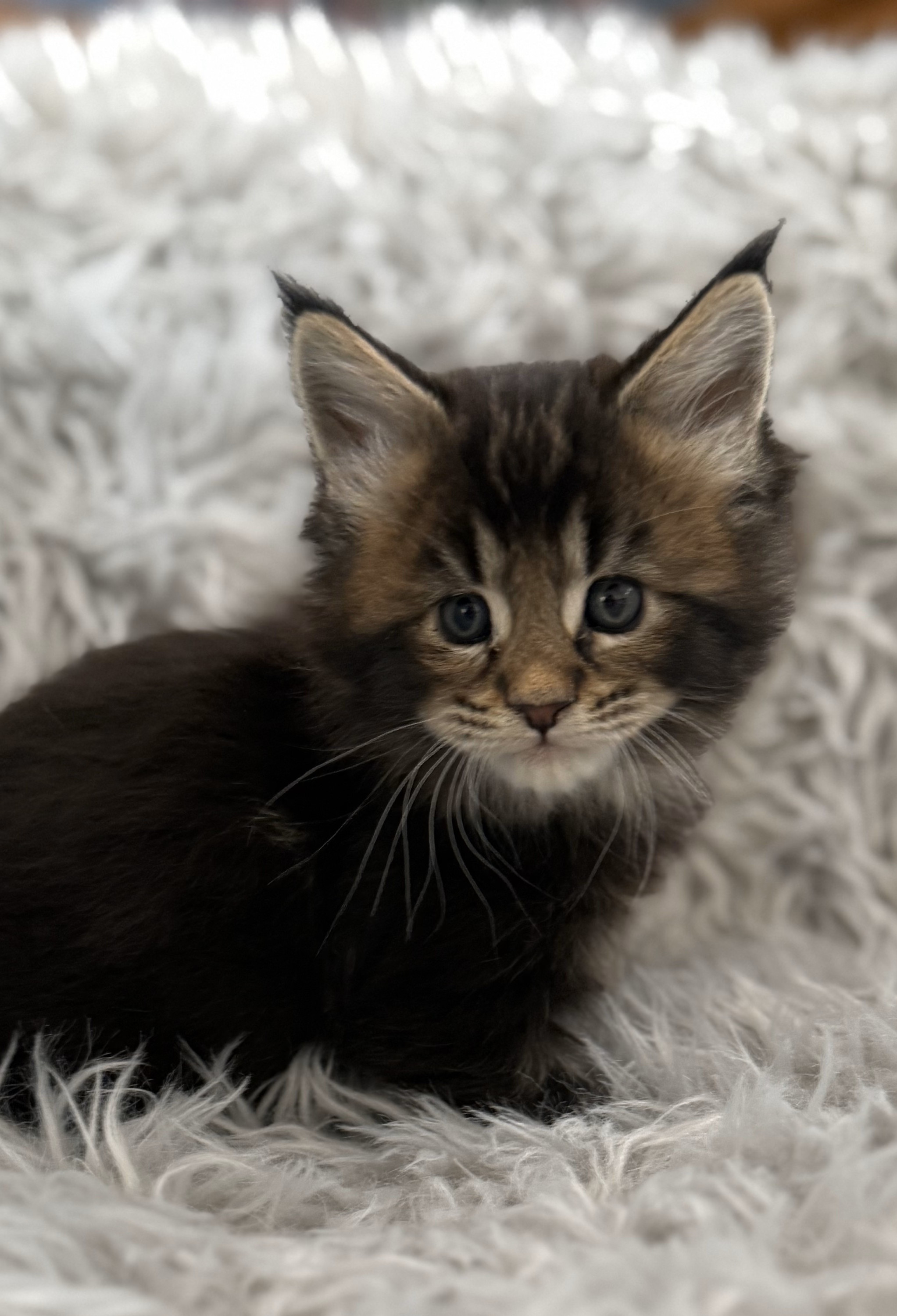 Classic tabby Maine Coon kitten with a fluffy tail, climbing a cat tree – available at Empire Maine Coons, ethical Maine Coon breeder USA.