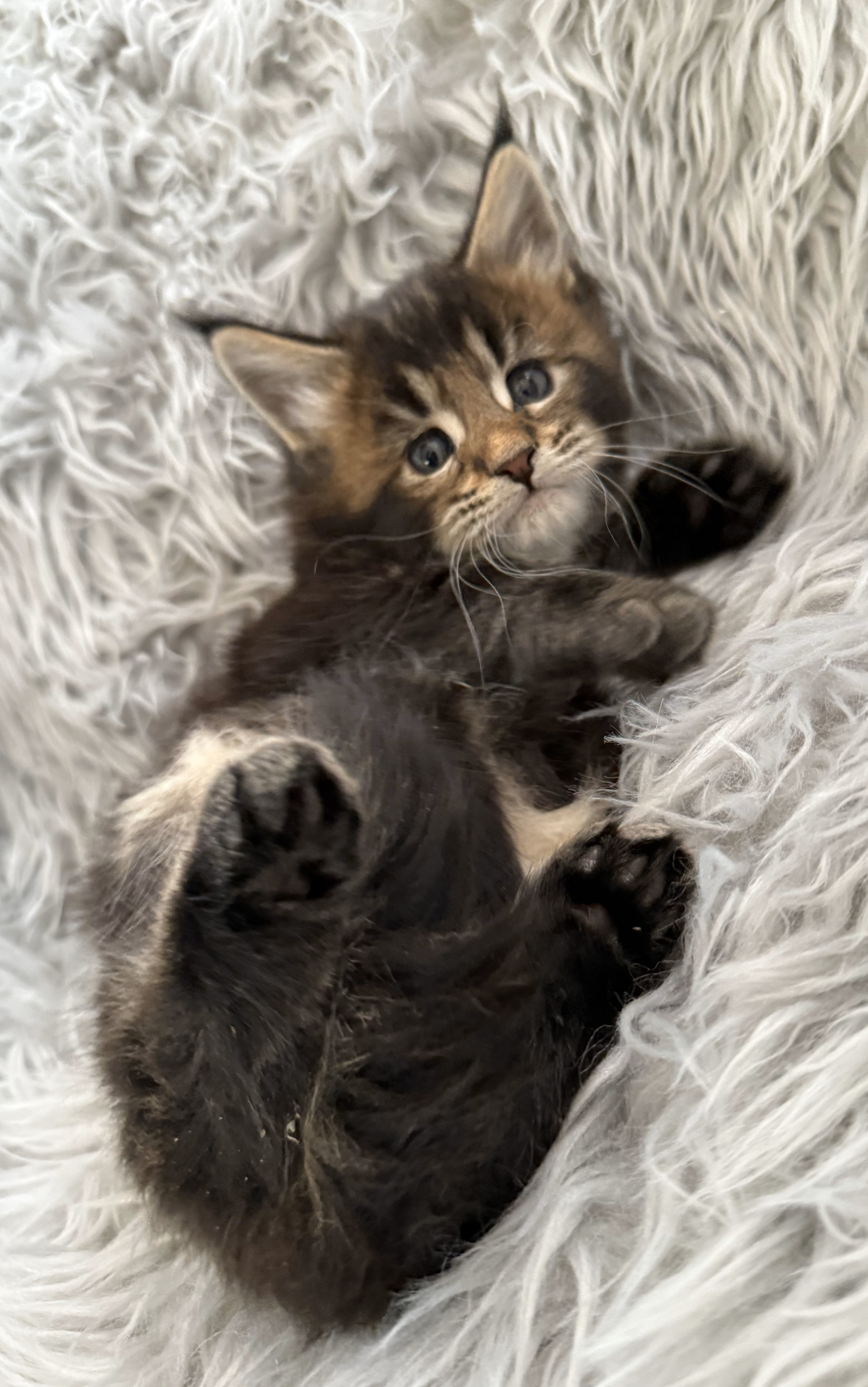 Playful Maine Coon kitten chasing a feather toy, showcasing their energetic and affectionate nature – Maine Coon kittens near Illinois.
