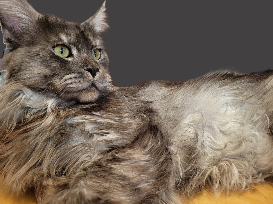 Empire Maine Coons’ King Huey, a striking black smoke Maine Coon king with a deep silver undercoat and intense yellow eyes, producing large, affectionate kittens.