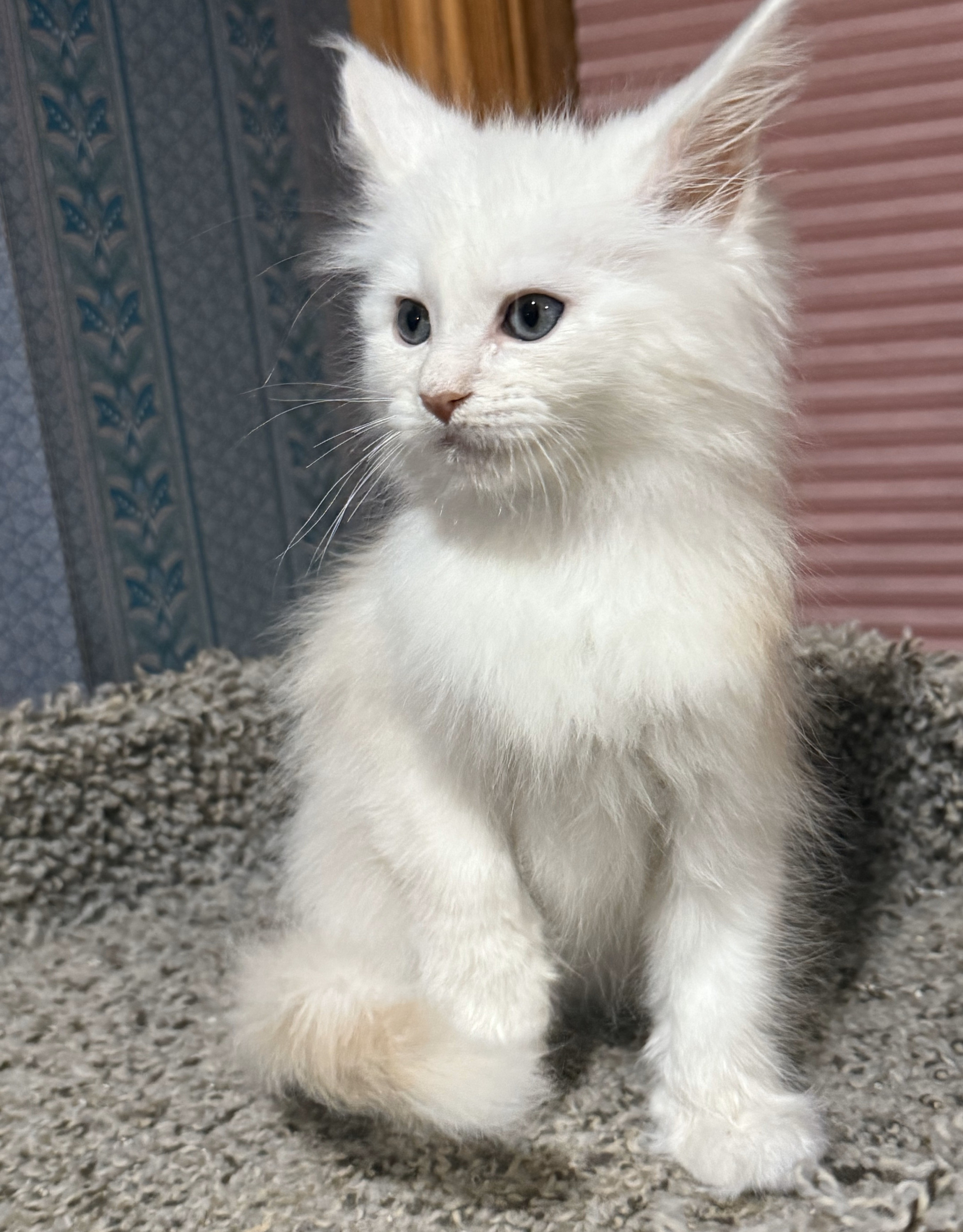 Healthy Maine Coon kitten with a bushy tail and lynx-like ear tufts, available for adoption near Chicago, IL – TICA-registered cattery.