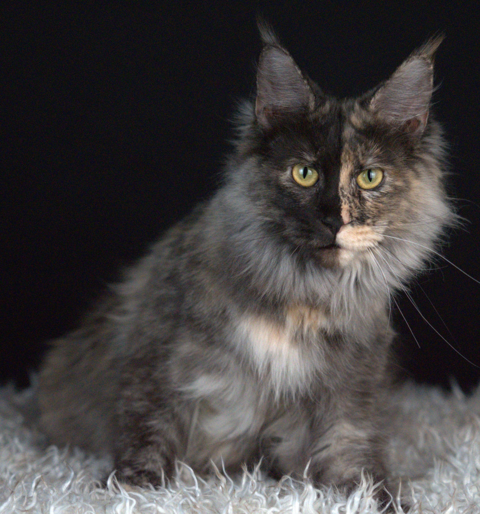 Empire Maine Coons’ Queen Reeses, a beautiful calico Maine Coon, nurturing her healthy, TICA-registered kittens for adoption.
